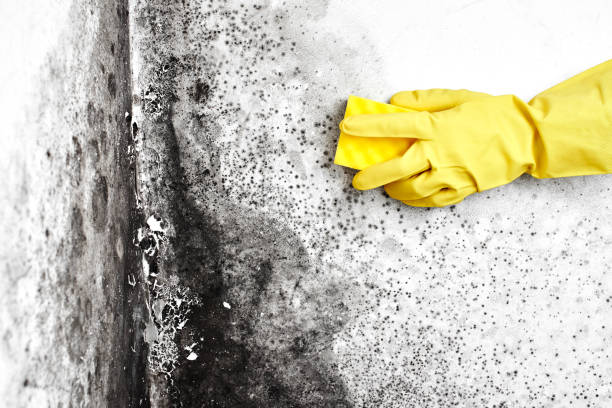 Certified Mold Removal in Burnham, IL