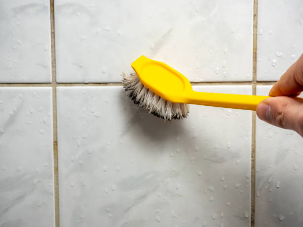Mold Testing and Removal in Burnham, IL