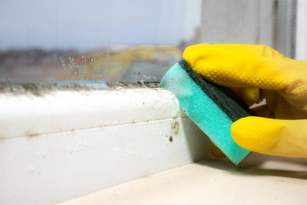 Best Affordable Mold Removal  in Burnham, IL