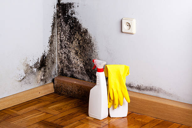 Home Mold Removal in Burnham, IL