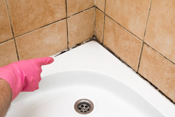 Best Mold Remediation  in Burnham, IL
